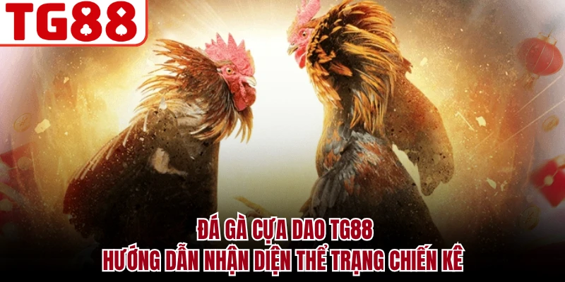 Đá Gà Cựa Dao TG88 - Hướng Dẫn Nhận Diện Thể Trạng Chiến Kê