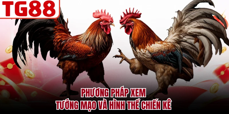 Phương pháp xem tướng mạo và hình thể chiến kê